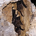 Bare-rumped Sheathtail Bats (Saccolaimus saccolaimus) counted 8. They are back to the original hollow (T1).<br />Canon EOS 6D + EF400 F5.6L + SPEEDLITE 580EXII + Better Beamer